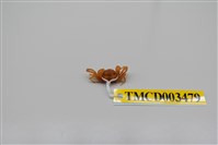 藏品(衛氏毛帶蟹)的圖片